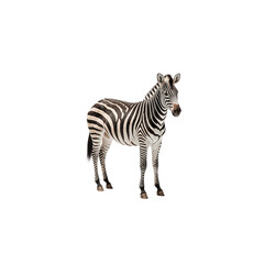 Obraz premium Zebra Stripes: A majestic zebra, showcasing its iconic black and white stripes, stands gracefully against a plain background. Its gaze is intense, captivating the viewer with its wild beauty.