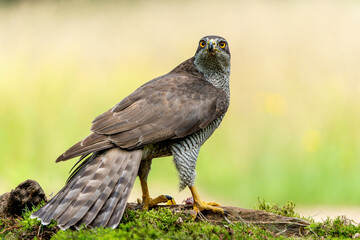 Northern goshawk (accipiter gentilis)searching for food in the forest of Noord Brabant in the Netherlands