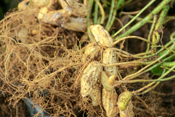 Fototapeta premium Fresh Peanuts Pulled From the Ground Ready for Harvest