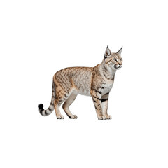 Obraz premium Bobcat Prowess: A detailed look at a bobcat in its natural habitat, showcasing its poised posture, keen gaze, and the wild elegance of the creature.