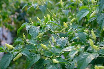 Growing Green Chili Peppers on the Plant in Garden