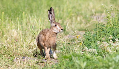 young goat on the meadow