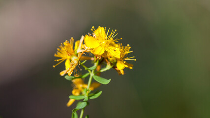 yellow dandelion flower