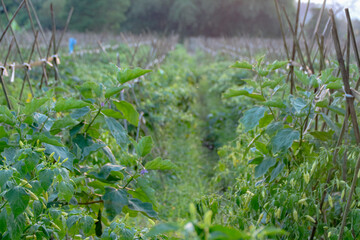 Vegetable Plants Growing in Garden Rows with Wooden Supports