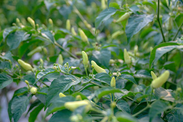 Growing Chili Peppers in Garden, Close-up of Green Spicy Vegetables