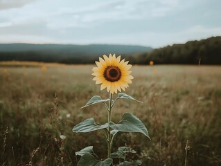 Sunflower Field Summer Landscape. (1)