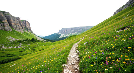 wildflower mountain path