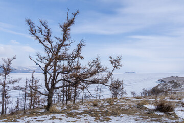 Trees on Lake Ogoy in winter 