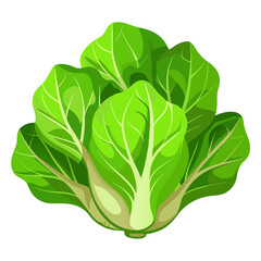 fresh green lettuce