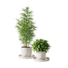 green plant in a pot for home decoration