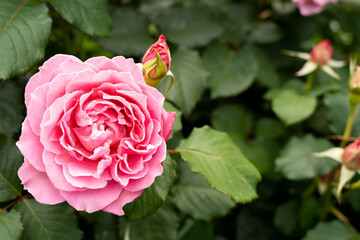 Bloom pink rose with green leave in the garden