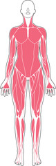 女性の筋肉解剖図　前面