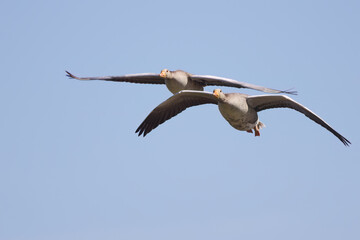 Greylag geese flying over me, passing greylag geese photographed from below, wingspan of greylag...