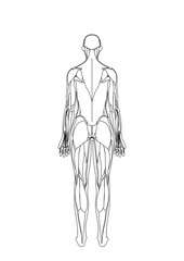 女性の筋肉解剖図　背面
