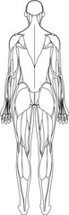 女性の筋肉解剖図　背面