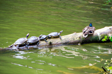 Water turtles and duck having sunbath on the tree stump in lake