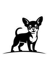 Black and white chihuahua portrait