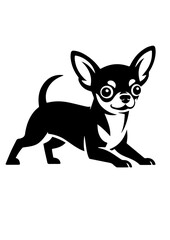 Black and white chihuahua portrait