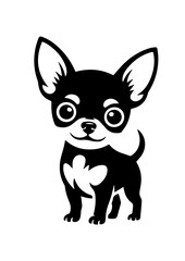 Black and white chihuahua portrait