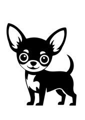 Black and white chihuahua portrait