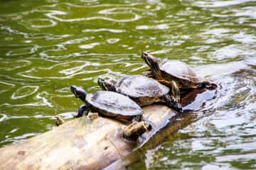Water turtles  having sunbath on the tree stump in lake