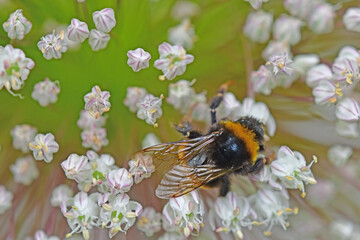 large garden bumblebee on leek flower