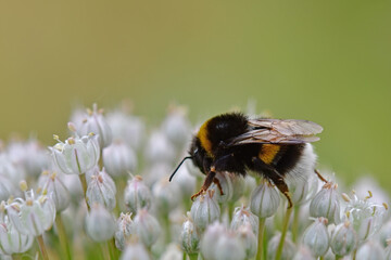 large garden bumblebee on leek flower