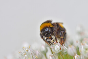 large garden bumblebee on leek flower