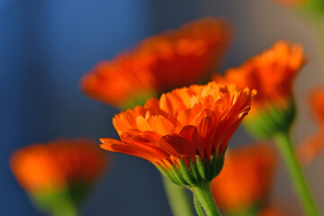 marigold, medicinal herb with flower