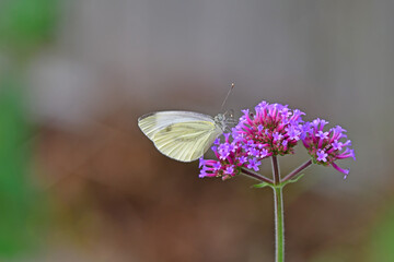 cabbage butterfly on flower of a thistle