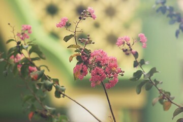 Pink Crepe Myrtle Bloom with Green Backdrop