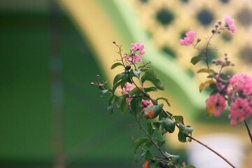 Pink Blooms Against Geometric Archway