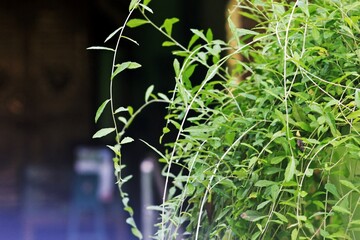 Cascading Greenery: Delicate Foliage in Natural Light