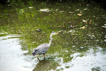 great grey heron ardea cinerea in the swamp