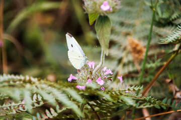 white butterfly on a flower