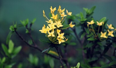Yellow Ixora Flowers in Bloom