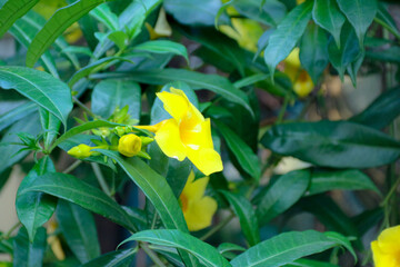 Blooming Yellow Flower with Green Leaves in Natural Setting
