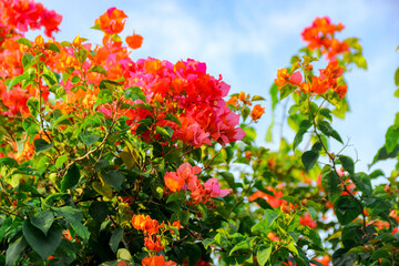 Blooming Vivid Flowers and Foliage Against Blue Sky