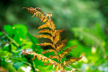 selective shot colorful tree leaves in the forest 