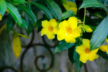 Bright Yellow Flowers Blooming Outdoors with Green Leaves