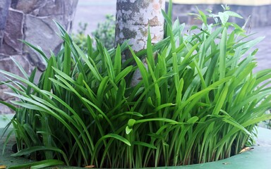 Green Shoots Sprouting: New Life and Growth