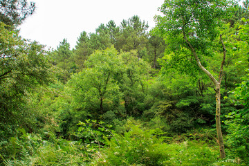 Fototapeta premium green forest in the morning