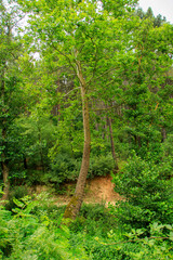 green forest in the morning