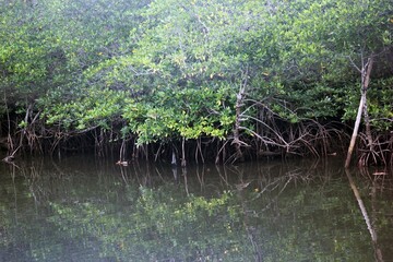 Mangrove Forest Reflection: A Coastal Ecosystem