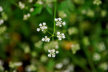 white tiny flowers on green background