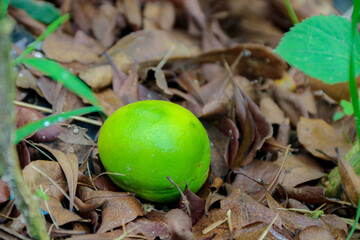 Single Green Citrus Fruit Laying on Brown Fallen Leaves