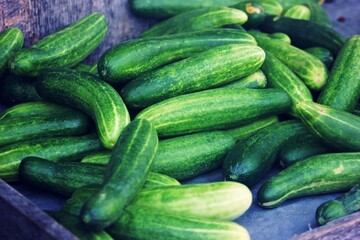 Fresh Harvest: A Pile of Crisp Cucumbers