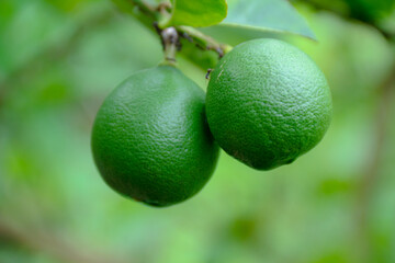 Two Green Limes Hanging From Tree Branch Close Up