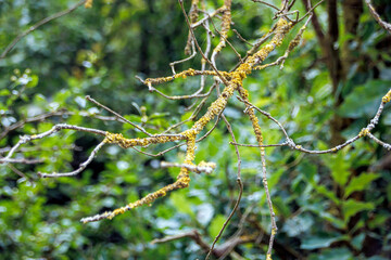 selective shot of mossy tree branch in forest