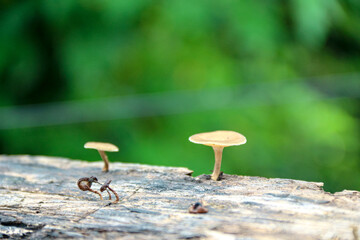 Tiny Mushrooms Growing on a Log in Forest Setting